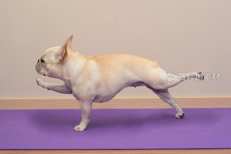 法国斗牛犬在瑜伽姿势-单臂/腿平板支撑